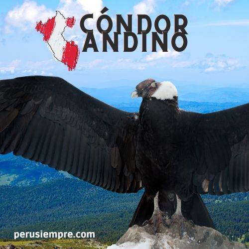 condor-andino-de-arequipa